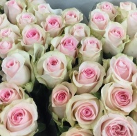 Свит Ревиваль