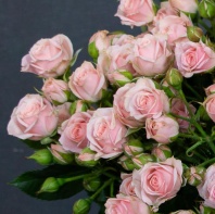 Спрей Лидия