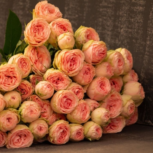 Кустовые розы