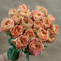 Кантри Спирит Луиза 