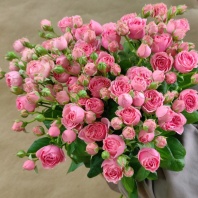 Спрей Спешл Дименшен (пионовидная)