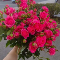 Спрей Пинк Дименшен (пионовидная)