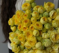 Пиони баблз (пионовидная)