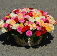 101 роза 40-50см 2сорт в корзине. разные цвета
